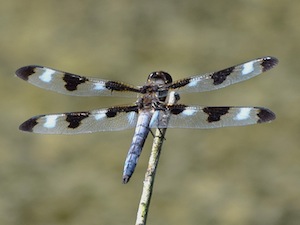 Male Twelve-spotted Skimmer - Libellula pulchella